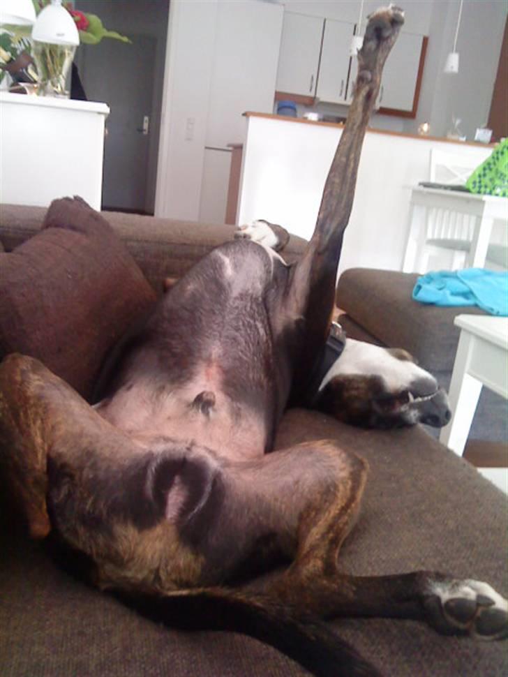 Blanding af racer Laiko billede 14