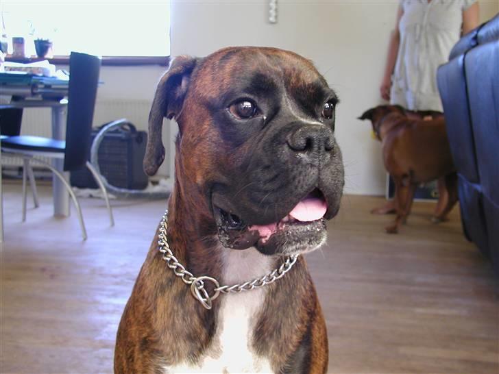 Boxer Bertram billede 2