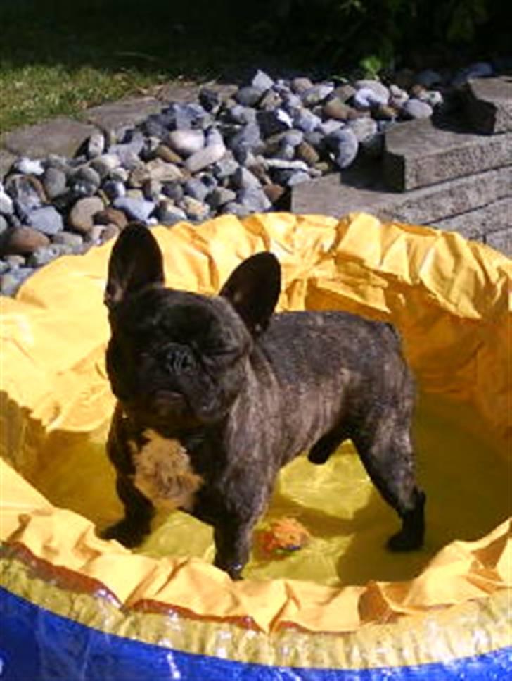 Fransk bulldog Bonzo RIP d. 7.4.10... billede 17