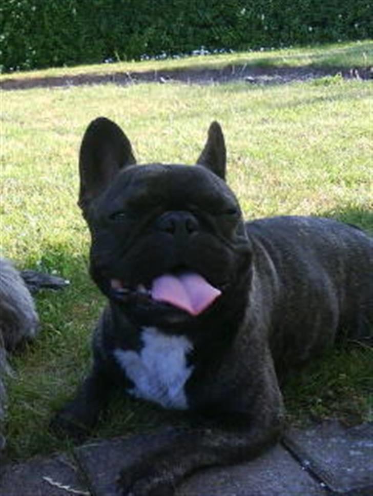 Fransk bulldog Bonzo RIP d. 7.4.10... billede 18