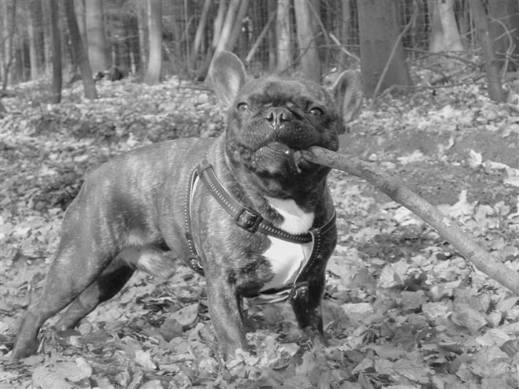 Fransk bulldog Bonzo RIP d. 7.4.10... billede 19