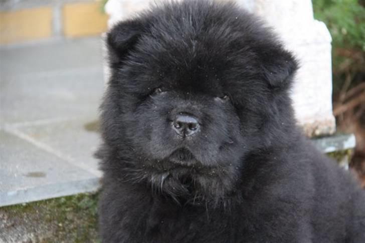 Chow chow Anton - 6 uger gammel. billede 1