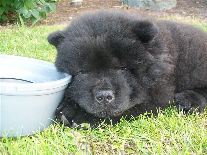 Chow chow Anton - På vej til Sjælland fra Jylland! Sådan en rejse kan man godt blive træt af! billede 2