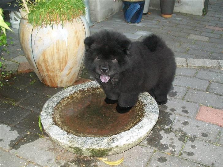 Chow chow Anton - 8 uger. Anton´s ynglings sted. Fuglebadet! Og helst hvis det er fyldt med vand! billede 3