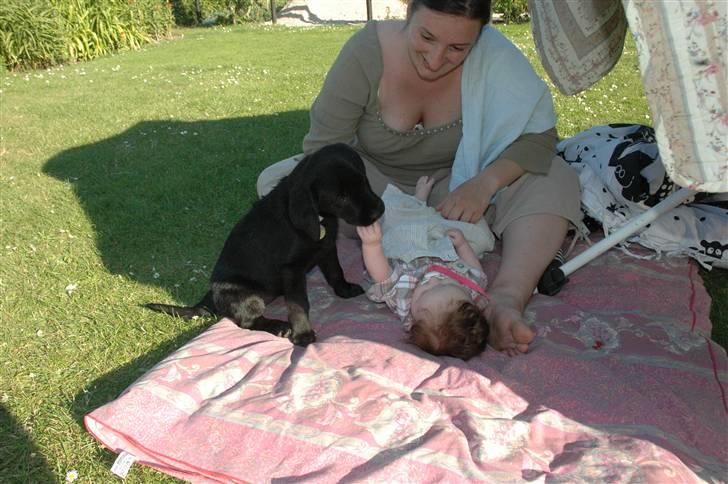 Labrador retriever Freja - samme med min mor´s niese..... hun er så sød... billede 17