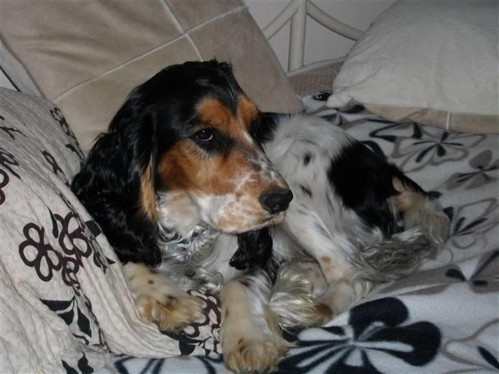 Cocker spaniel Felix billede 14