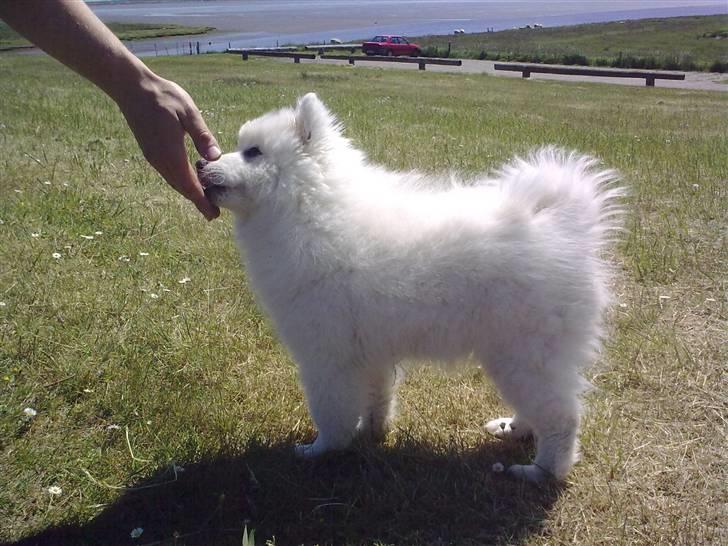 Japansk spids tiko billede 8