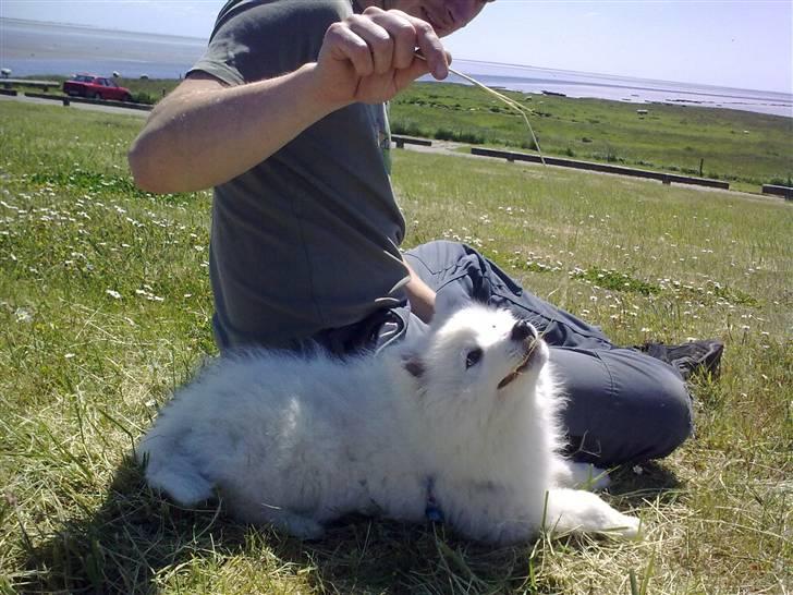 Japansk spids tiko billede 9