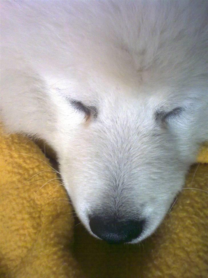 Japansk spids tiko billede 10