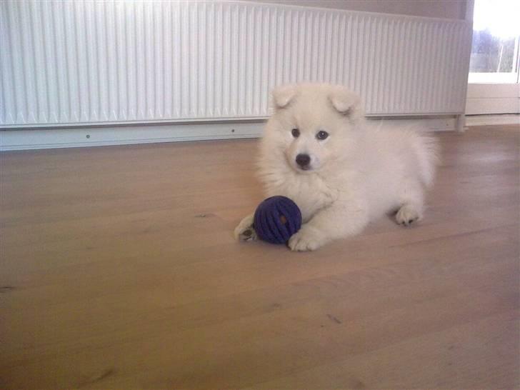 Japansk spids tiko billede 11