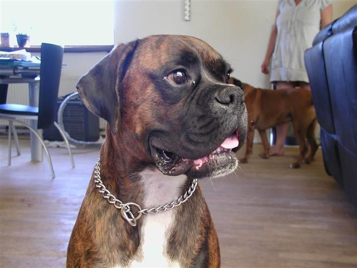 Boxer Bertram billede 3