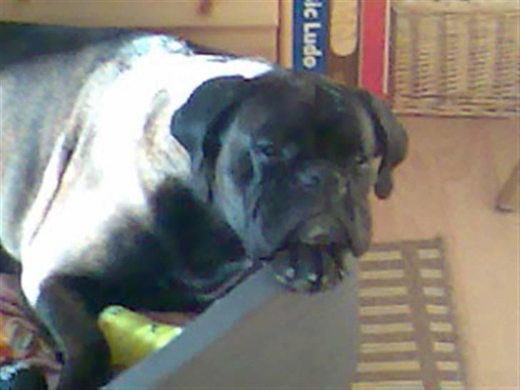 Boxer Basse/Boss billede 6