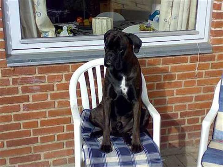 Boxer Basse/Boss - basse slikker sol . sidder ikke på jorden men i møbler. billede 7