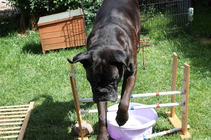 Boxer Basse/Boss - Huosii (juli, basse springer 30 cm. :) han kan springe 110 cm (o: ) foto: Rikke ;D billede 8