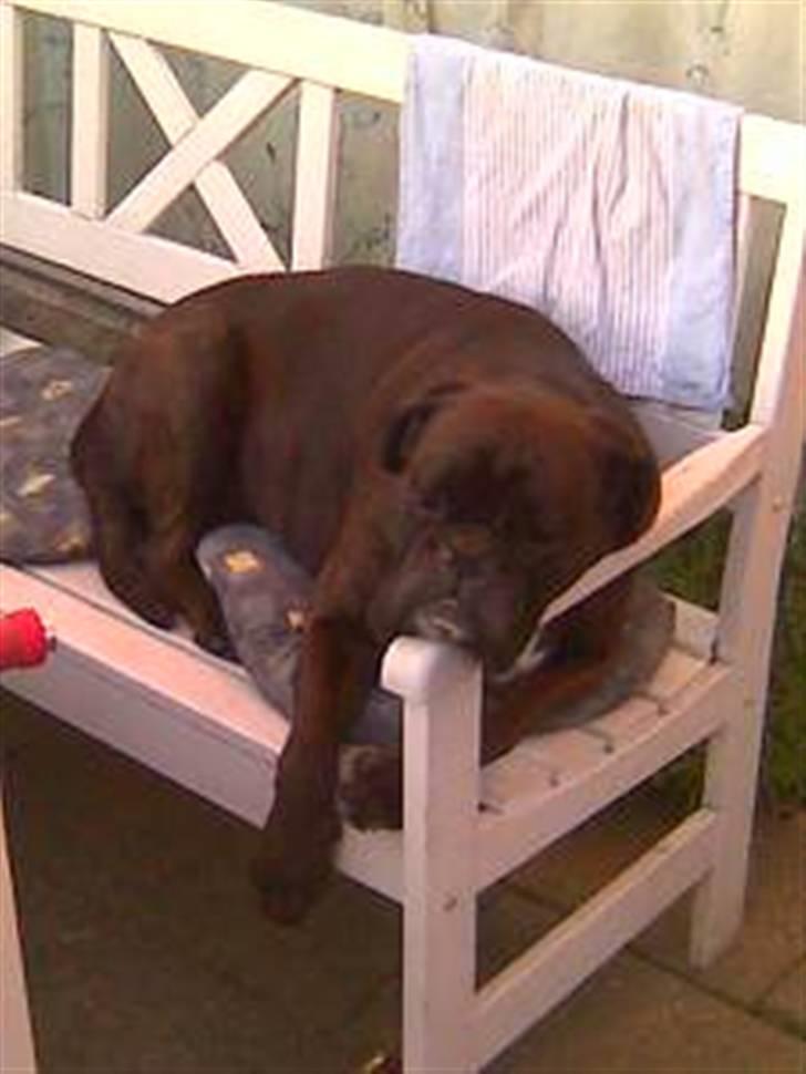 Boxer Basse/Boss - slikker sol. billede 9