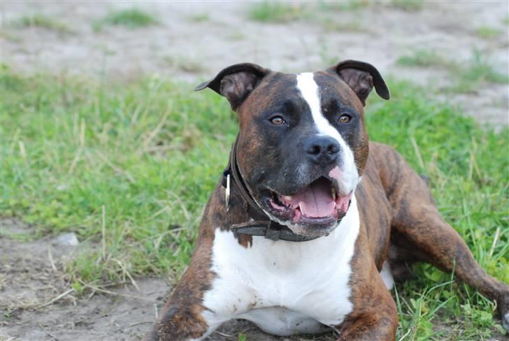 Amerikansk staffordshire terrier Basse billede 20