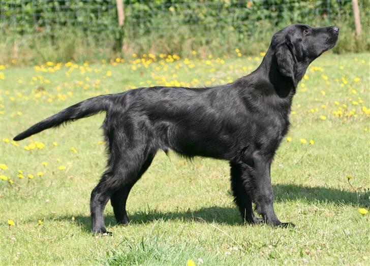 Flat coated retriever Bailey - 4 mdr. billede 11