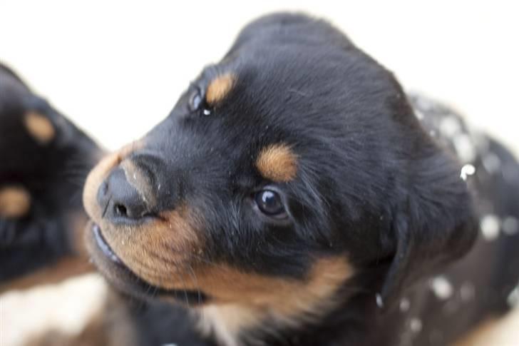 Rottweiler Von Hause Nomis Itaz RIP billede 6