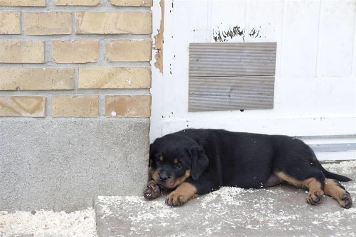 Rottweiler Von Hause Nomis Itaz RIP billede 7