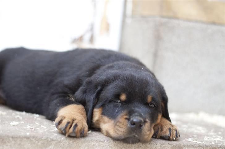 Rottweiler Von Hause Nomis Itaz RIP billede 8