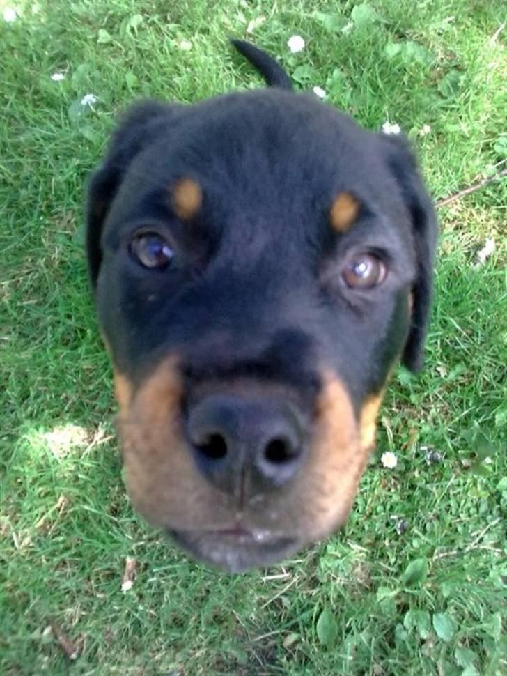 Rottweiler Von Hause Nomis Itaz RIP billede 9