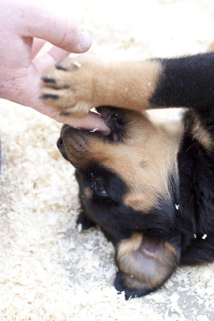 Rottweiler Von Hause Nomis Itaz RIP billede 10