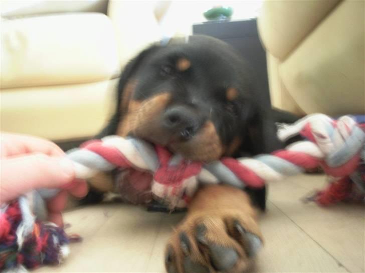 Rottweiler Von Hause Nomis Itaz RIP billede 11