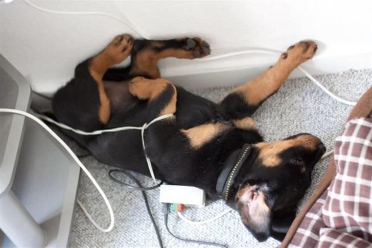 Rottweiler Von Hause Nomis Itaz RIP billede 12