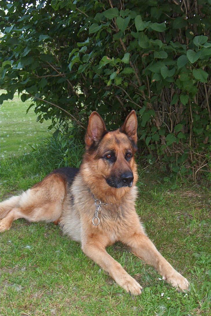 Schæferhund Nemo billede 1