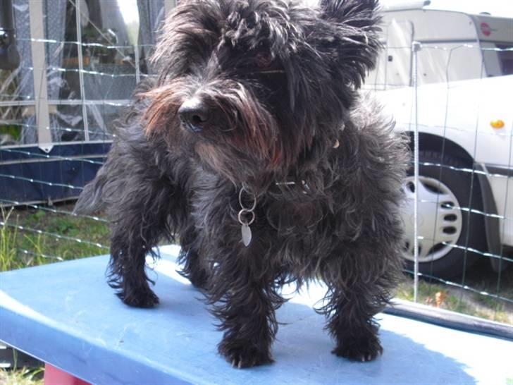 Cairn terrier Trunte - R.I.P †  billede 2