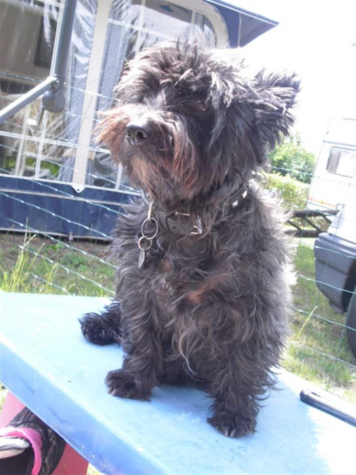 Cairn terrier Trunte - R.I.P †  billede 3