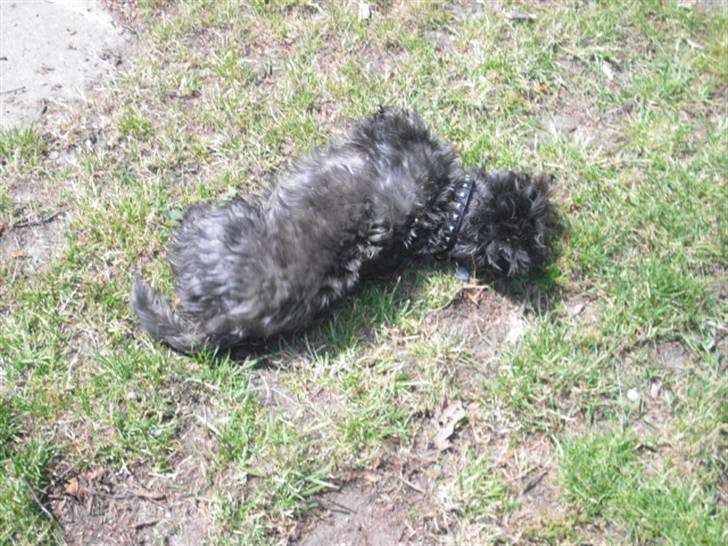 Cairn terrier Trunte - R.I.P †  billede 4