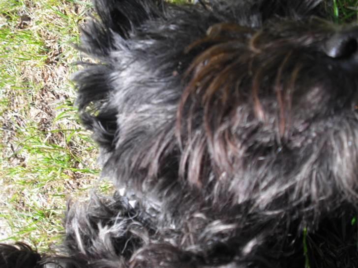 Cairn terrier Trunte - R.I.P †  billede 5