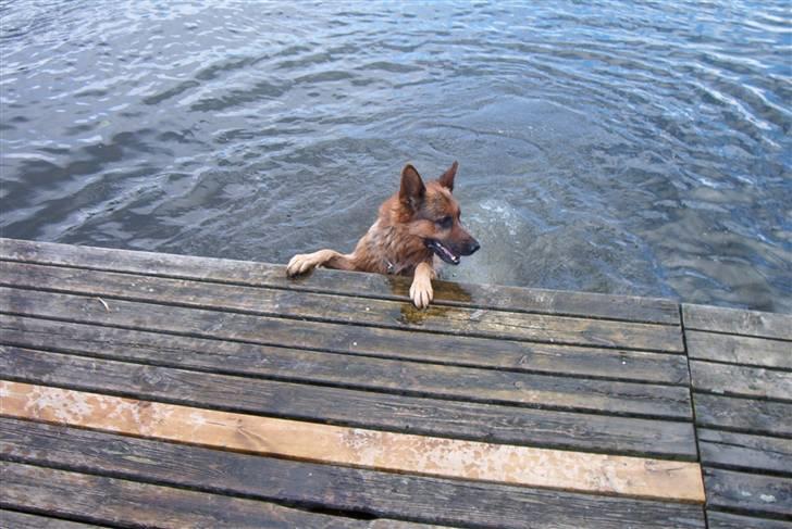 Schæferhund Nemo billede 2