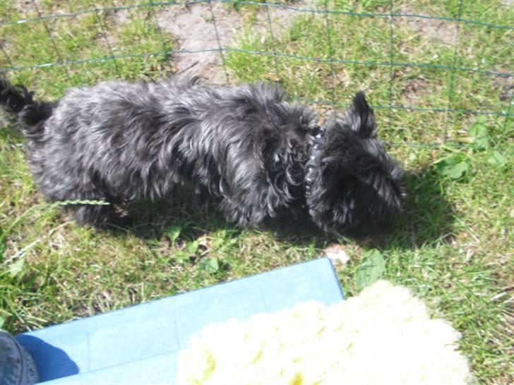 Cairn terrier Trunte - R.I.P †  billede 6