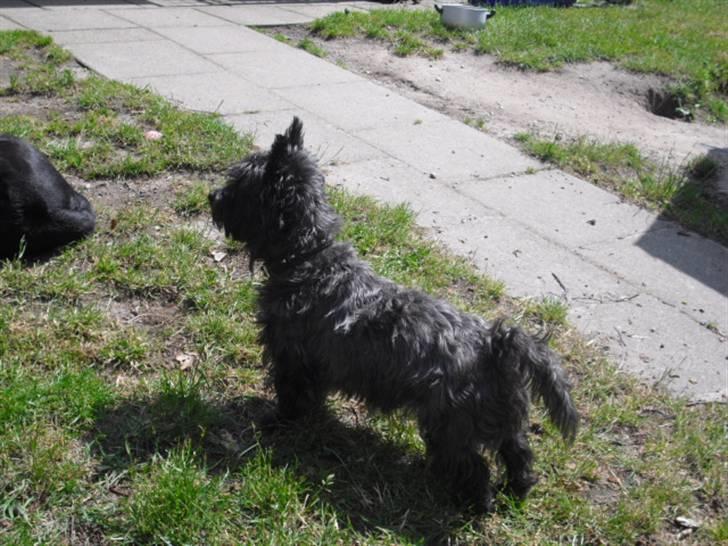 Cairn terrier Trunte - R.I.P †  billede 7