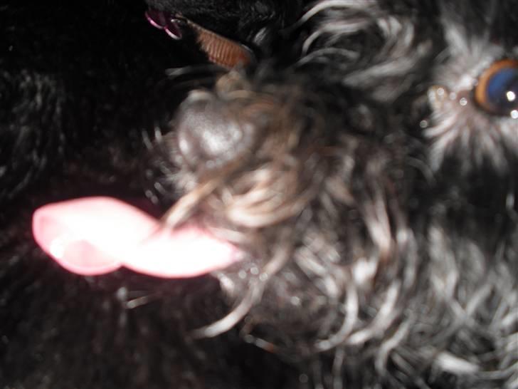 Cairn terrier Trunte - R.I.P †  billede 8