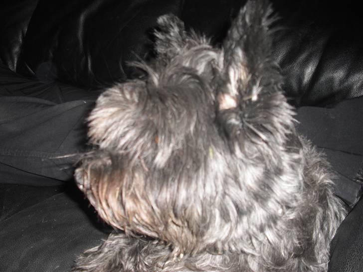 Cairn terrier Trunte - R.I.P †  billede 9
