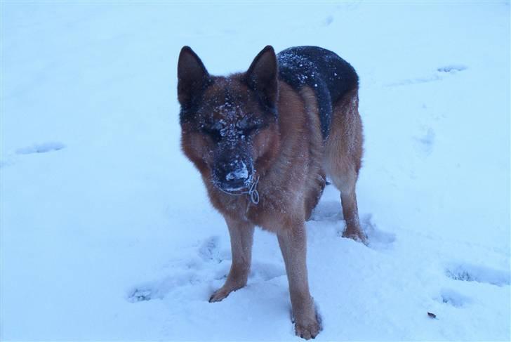 Schæferhund Nemo billede 3