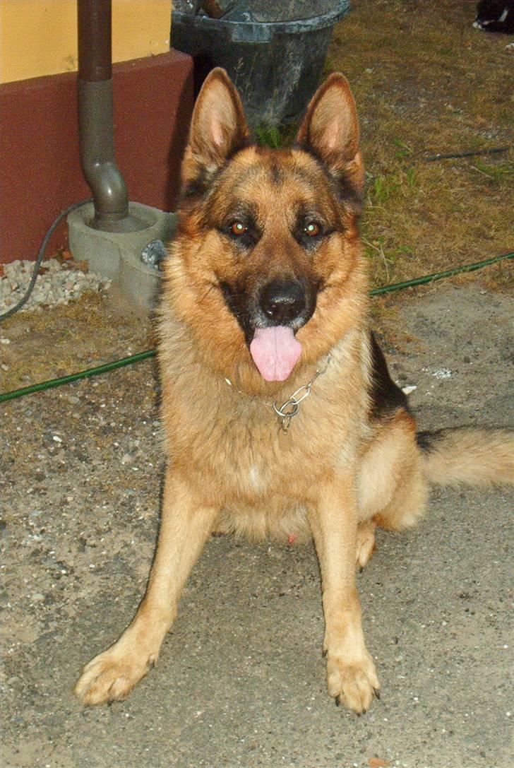 Schæferhund Nemo billede 4