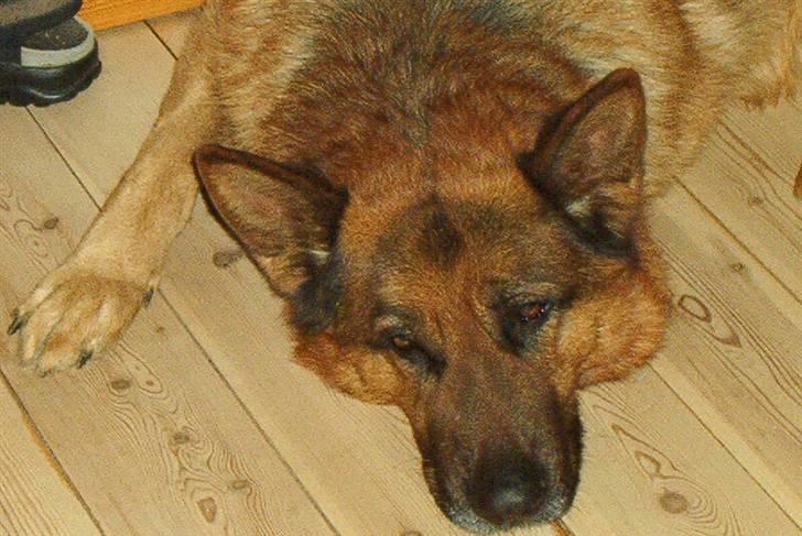 Schæferhund Nemo billede 5