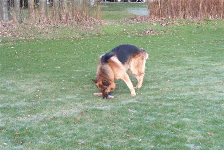 Schæferhund Nemo billede 6