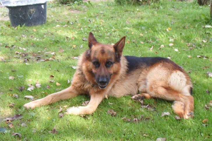 Schæferhund Nemo billede 7