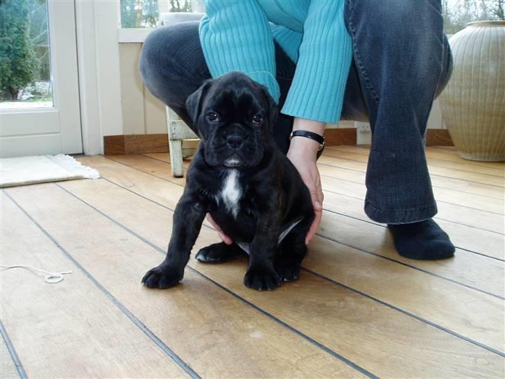 Boxer Basse/Boss billede 10