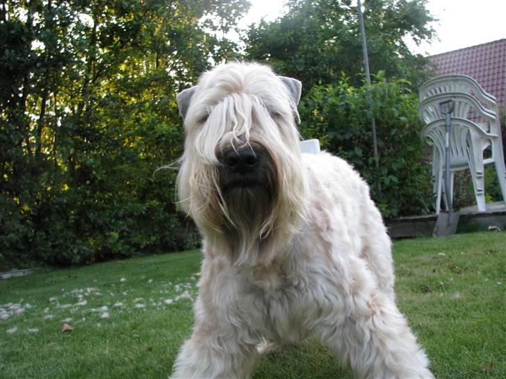 Irish softcoated wheaten terrier Hemi billede 7