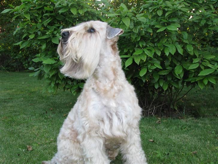 Irish softcoated wheaten terrier Hemi billede 8