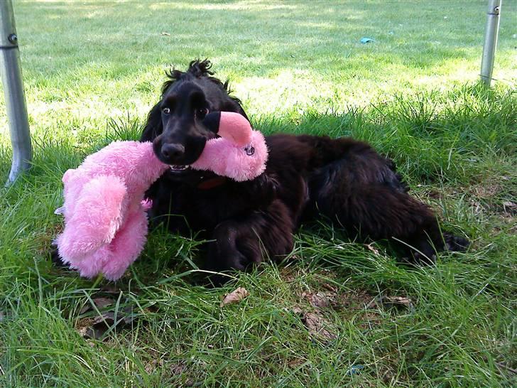Cocker spaniel Fie - fie og hendes flamingo.. billede 3