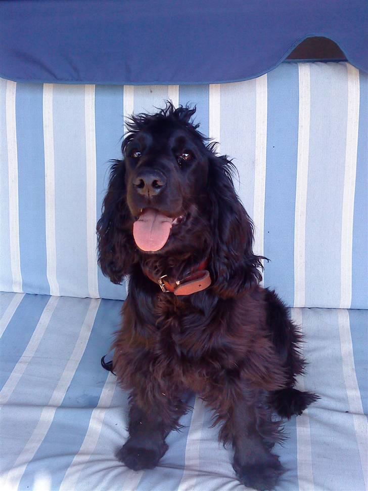 Cocker spaniel Fie - Min smukke vuf<3 billede 4