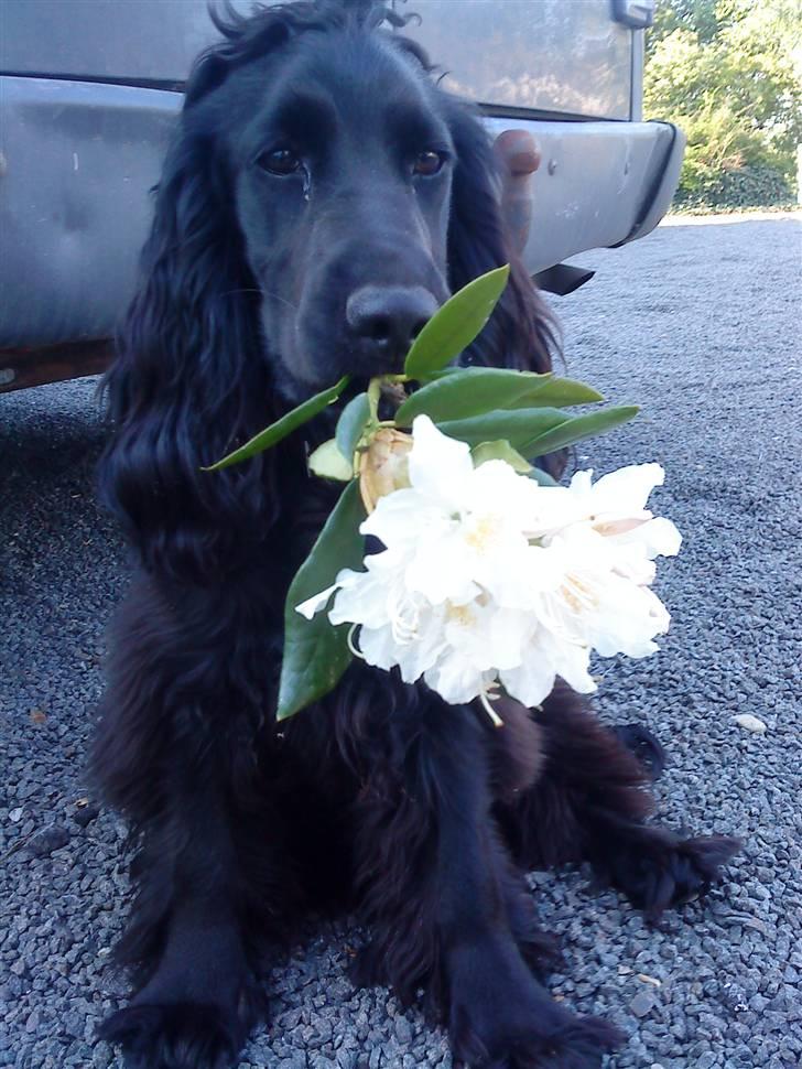 Cocker spaniel Fie - Fie som stjæler mine blomster:D billede 5