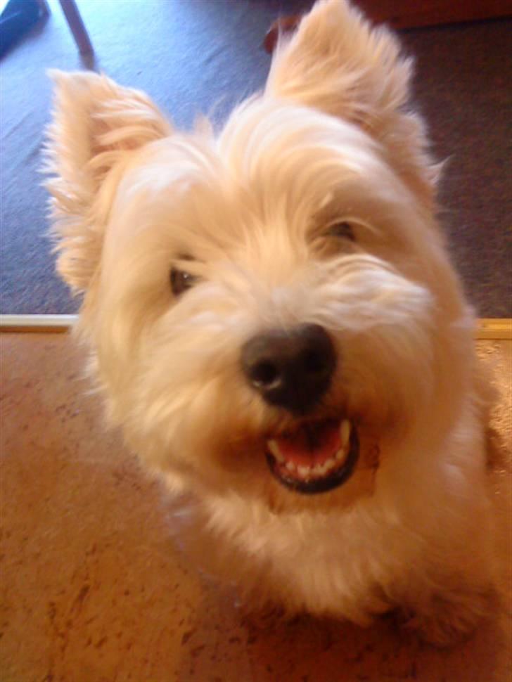 West highland white terrier Mickey billede 1